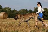 DOGUE ALLEMAND 344